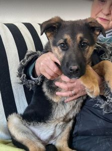 Carly a german shepherd dog | 1 Dog at a Time Rescue UK