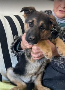 Carly a german shepherd dog | 1 Dog at a Time Rescue UK