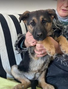 Carly a german shepherd dog | 1 Dog at a Time Rescue UK