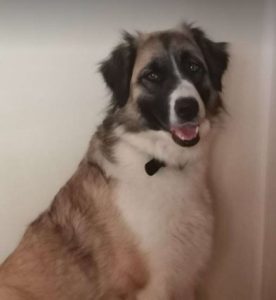 Carmella a faun and white Romanian rescue dog | 1 Dog at a Time Rescue UK