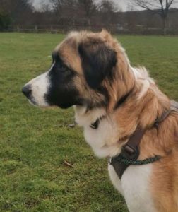 Carmella a faun and white Romanian rescue dog | 1 Dog at a Time Rescue UK