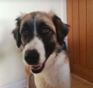 Carmella a faun and white Romanian rescue dog | 1 Dog at a Time Rescue UK