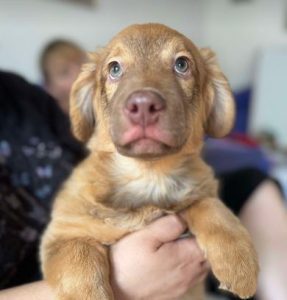 Choco a brown rescue dog 4_1 dog at a time rescue UK