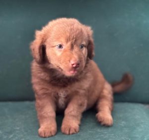 Choco a brown rescue dog 4_1 dog at a time rescue UK