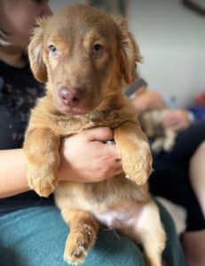 Choco a brown rescue dog 4_1 dog at a time rescue UK