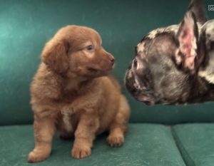 Choco a brown rescue dog 4_1 dog at a time rescue UK