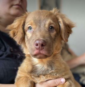 Choco a brown rescue dog 4_1 dog at a time rescue UK