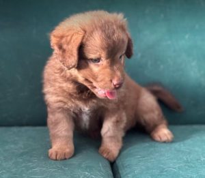 Choco a brown rescue dog 4_1 dog at a time rescue UK