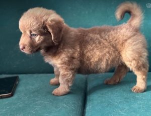 Choco a brown rescue dog 4_1 dog at a time rescue UK