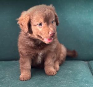 Choco a brown rescue dog 4_1 dog at a time rescue UK