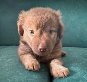 Choco a brown rescue dog 4_1 dog at a time rescue UK