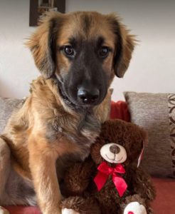 Eddie a fawn rescue dog | 1 dog at a time rescue UK