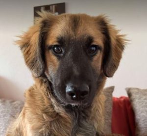 Eddie a fawn rescue dog | 1 dog at a time rescue UK