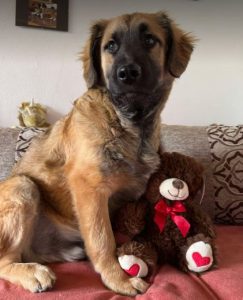 Eddie a fawn rescue dog | 1 dog at a time rescue UK