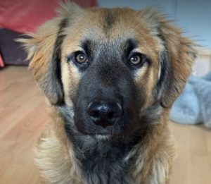 Eddie a fawn rescue dog | 1 dog at a time rescue UK