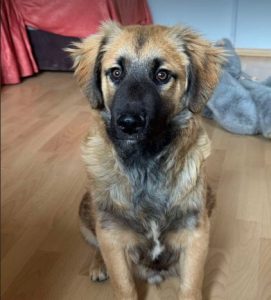 Eddie a fawn rescue dog | 1 dog at a time rescue UK