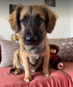 Eddie a fawn rescue dog | 1 dog at a time rescue UK