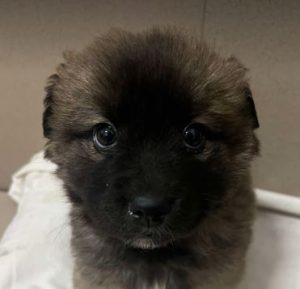 Eddie a fawn rescue dog | 1 dog at a time rescue UK