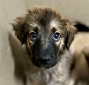Eddie a fawn rescue dog | 1 dog at a time rescue UK