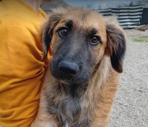 Eddie a fawn rescue dog | 1 dog at a time rescue UK