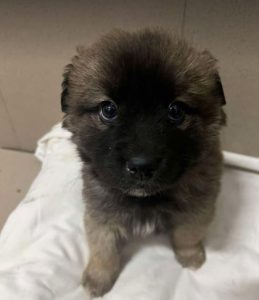 Eddie a fawn rescue dog | 1 dog at a time rescue UK