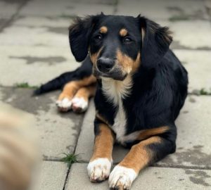 Elsa a black and brown rescue dog | 1 dog at a time rescue UK
