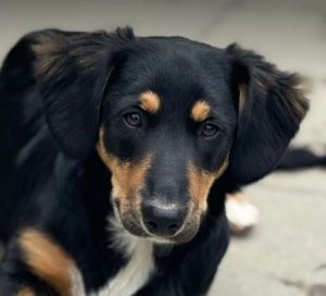 Elsa a black and brown rescue dog | 1 dog at a time rescue UK