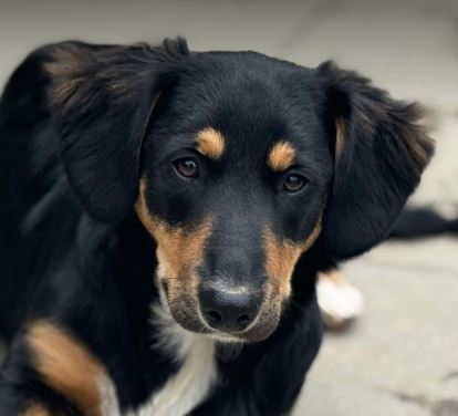Elsa a black and brown rescue dog | 1 dog at a time rescue UK