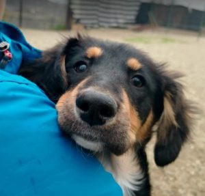 Elsa a black and brown rescue dog | 1 dog at a time rescue UK