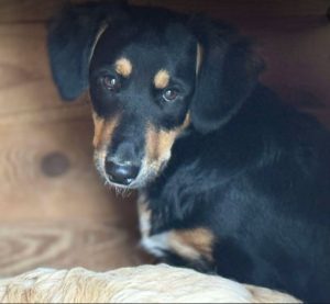 Elsa a black and brown rescue dog | 1 dog at a time rescue UK