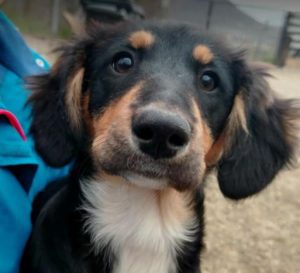 Elsa a black and brown rescue dog | 1 dog at a time rescue UK