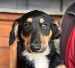 Elsa a black and brown rescue dog | 1 dog at a time rescue UK