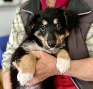 Elsa a black and brown rescue dog | 1 dog at a time rescue UK