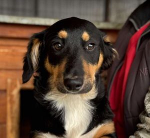 Elsa a black and brown rescue dog | 1 dog at a time rescue UK