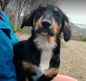 Elsa a black and brown rescue dog | 1 dog at a time rescue UK