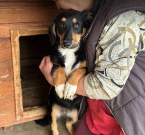 Elsa a black and brown rescue dog | 1 dog at a time rescue UK