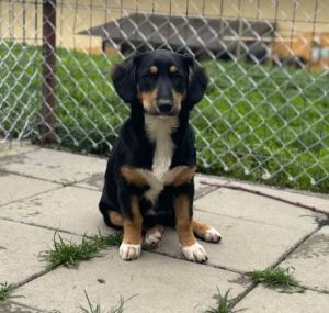 Elsa a black and brown rescue dog | 1 dog at a time rescue UK
