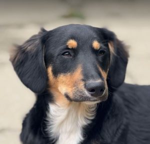 Elsa a black and brown rescue dog | 1 dog at a time rescue UK