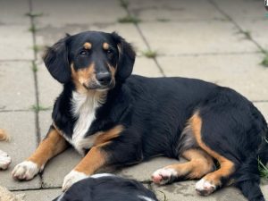 Elsa a black and brown rescue dog | 1 dog at a time rescue UK