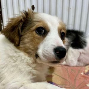 Emmie a white and brown rescue dog | 1 dog at a time rescue UK