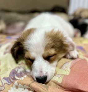 Emmie a white and brown rescue dog | 1 dog at a time rescue UK