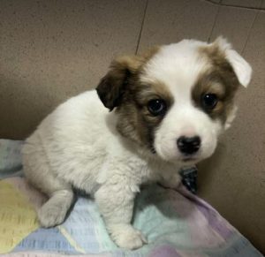 Emmie a white and brown rescue dog | 1 dog at a time rescue UK