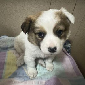 Emmie a white and brown rescue dog | 1 dog at a time rescue UK