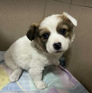 Emmie a white and brown rescue dog | 1 dog at a time rescue UK