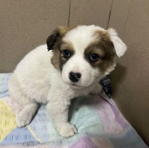 Emmie a white and brown rescue dog | 1 dog at a time rescue UK