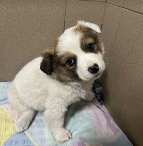 Emmie a white and brown rescue dog | 1 dog at a time rescue UK