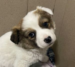 Emmie a white and brown rescue dog | 1 dog at a time rescue UK