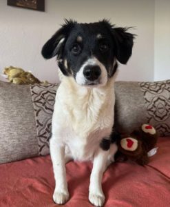 Evie a black and white rescue dog | 1 dog at a time rescue UK