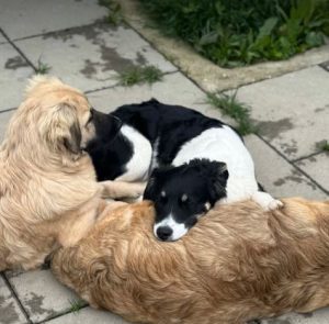 Evie a black and white rescue dog | 1 dog at a time rescue UK