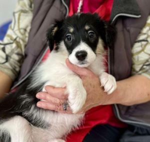Evie a black and white rescue dog | 1 dog at a time rescue UK